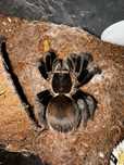 Pereche tarantule - Tarantula Brachypelma vagans