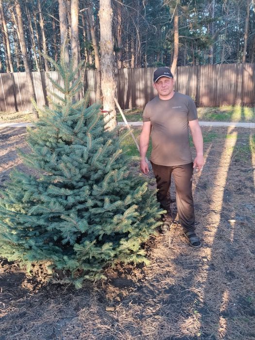 Можевельник туя яблоня ель