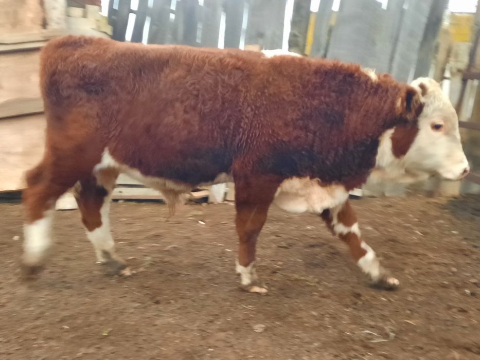 Продам быка. Бұқа