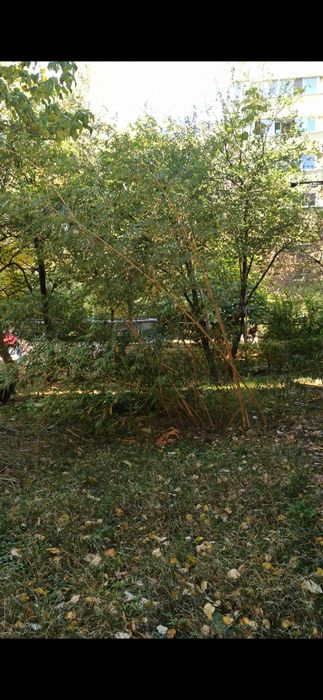 Bambus auriu de gradina