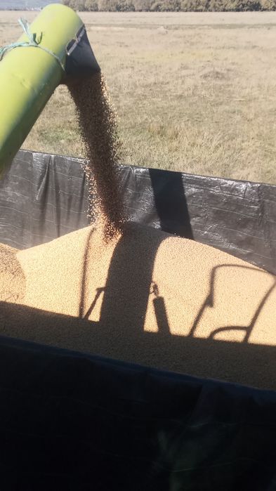 Soia de vânzare,  boabe