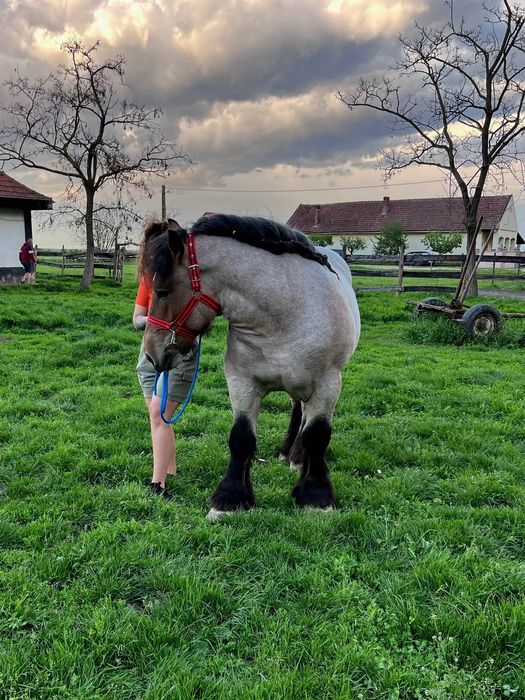 Mânz ardenez special,2 ani!