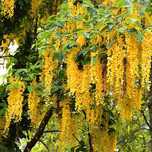 Wisteria (Glicina Galbena)