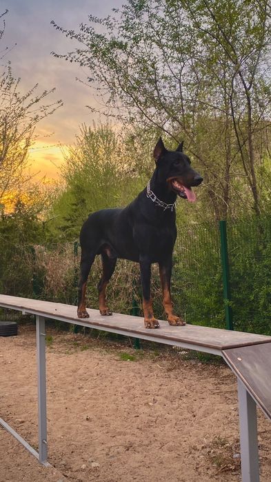 Доберман щенок 6месяц 100%чистокровный