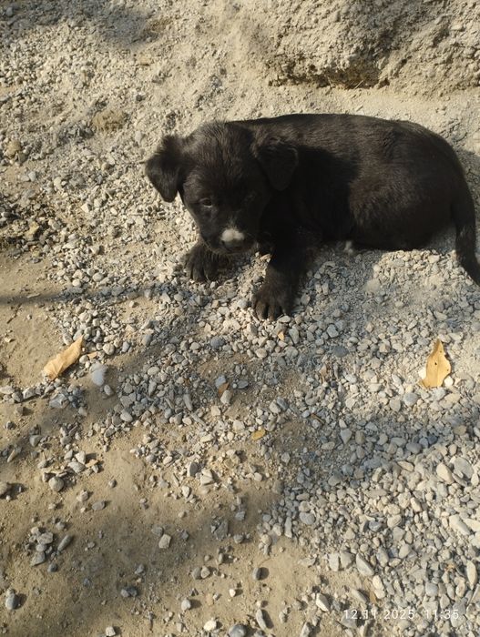 Щенки 1,5 месяца