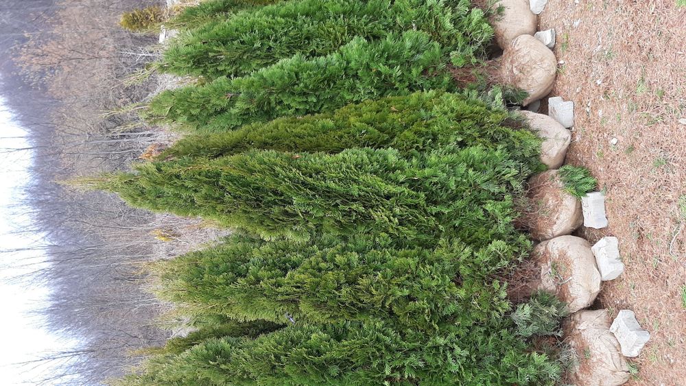 Vindem tuia brazi mesteacăn tei platan magnoli liliac etc