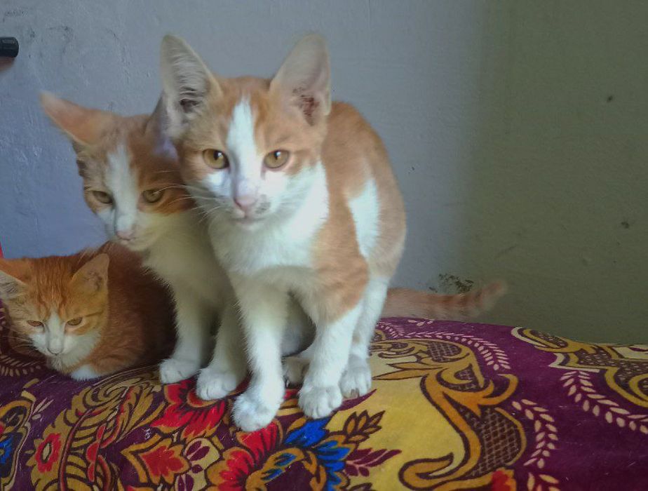 Котята,мальчики,3месяца