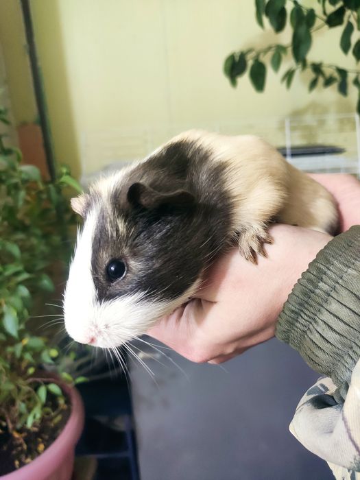 Продам Морскую свинку