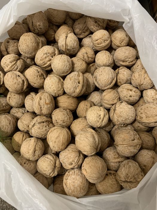 Продаю грецкие орехи урожай 2025