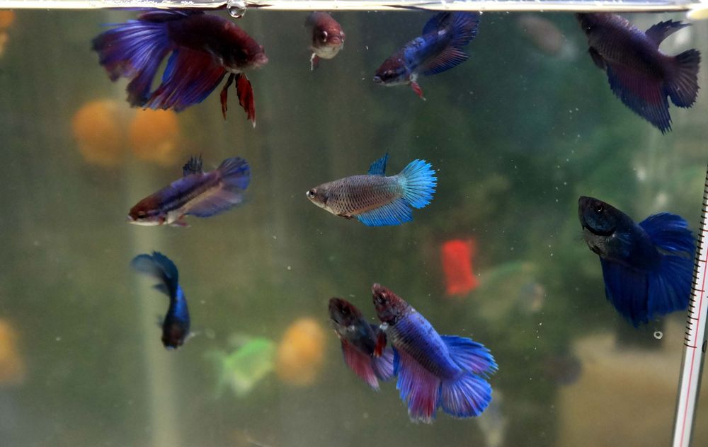 Рыбы: петушки , скалярии