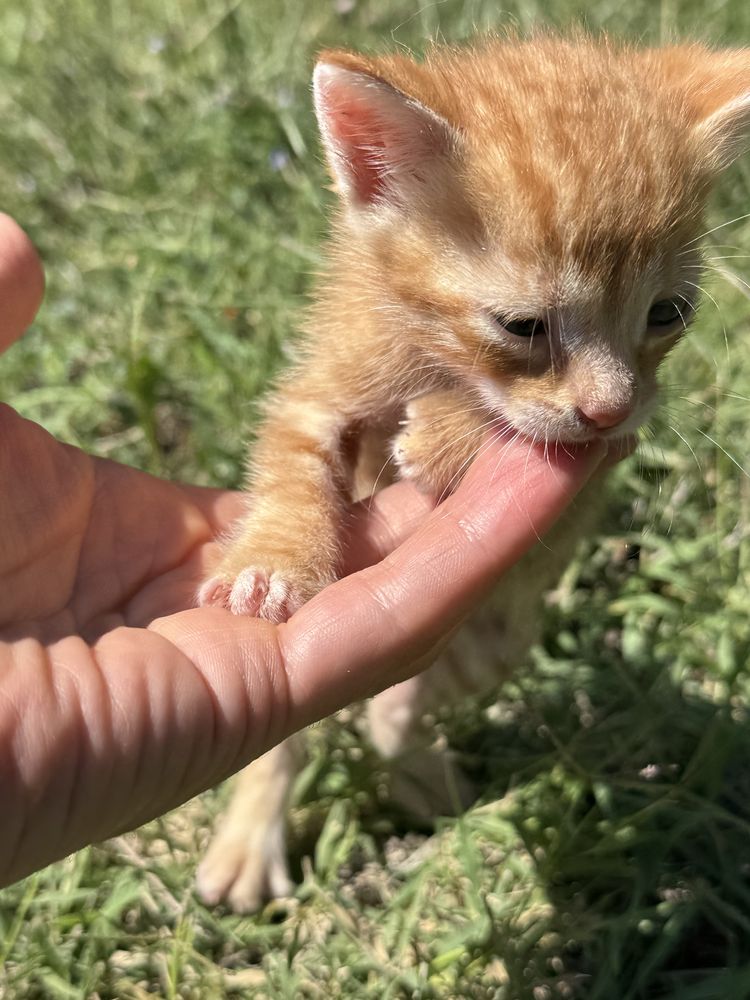 Котенца на 1 месец