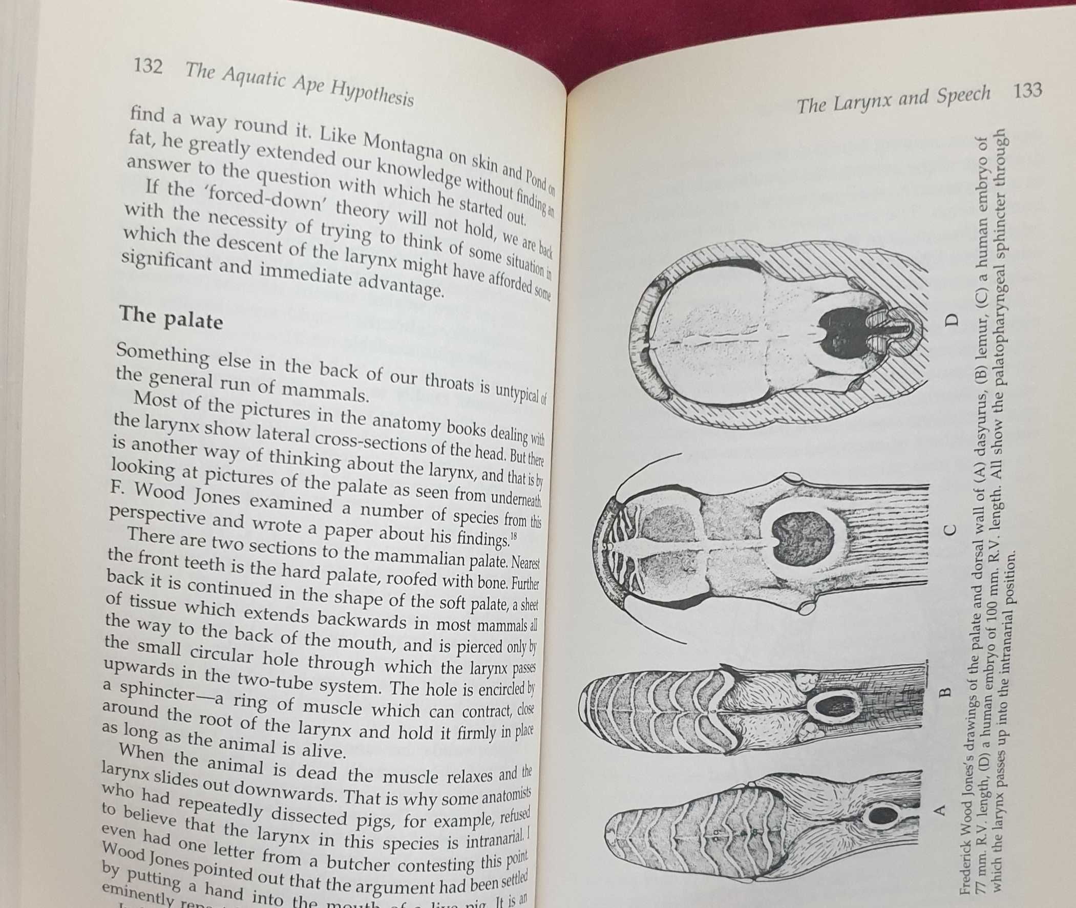 The Aquatic Ape Hypothesis