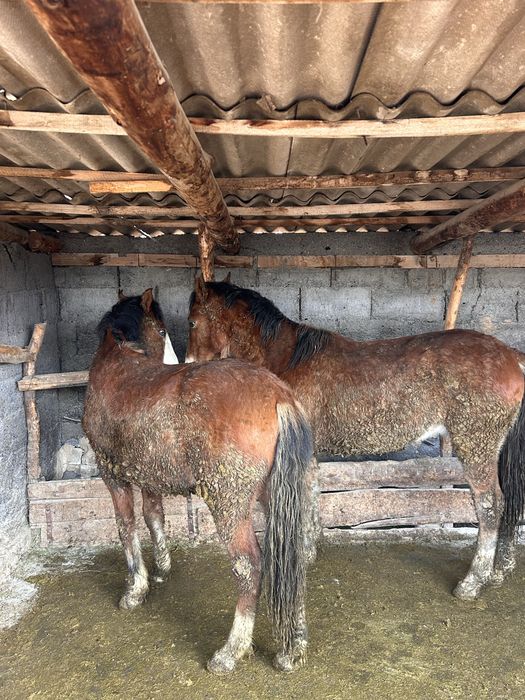 Соғымға 4 бас жылқы сатымын