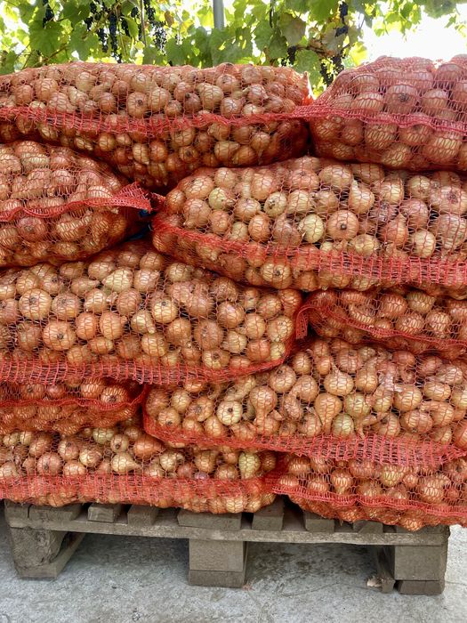 Ceapă galbenă pentru solar