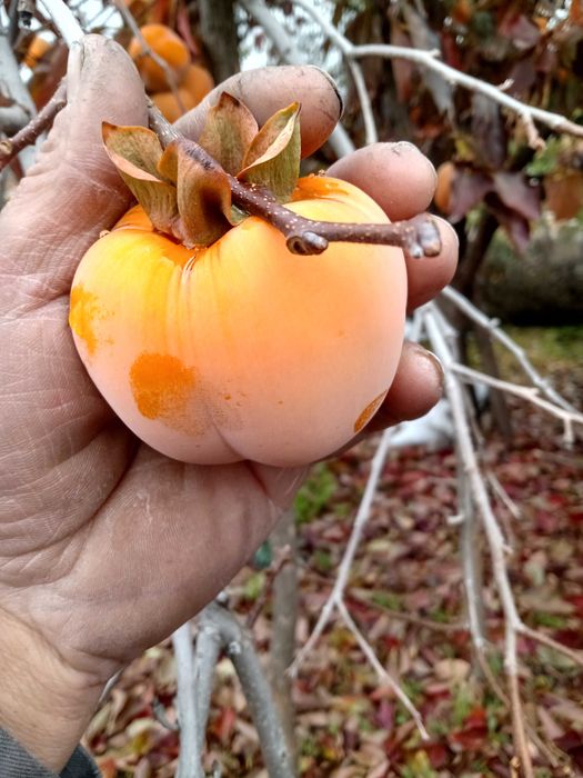 Продавам Райска ябълка