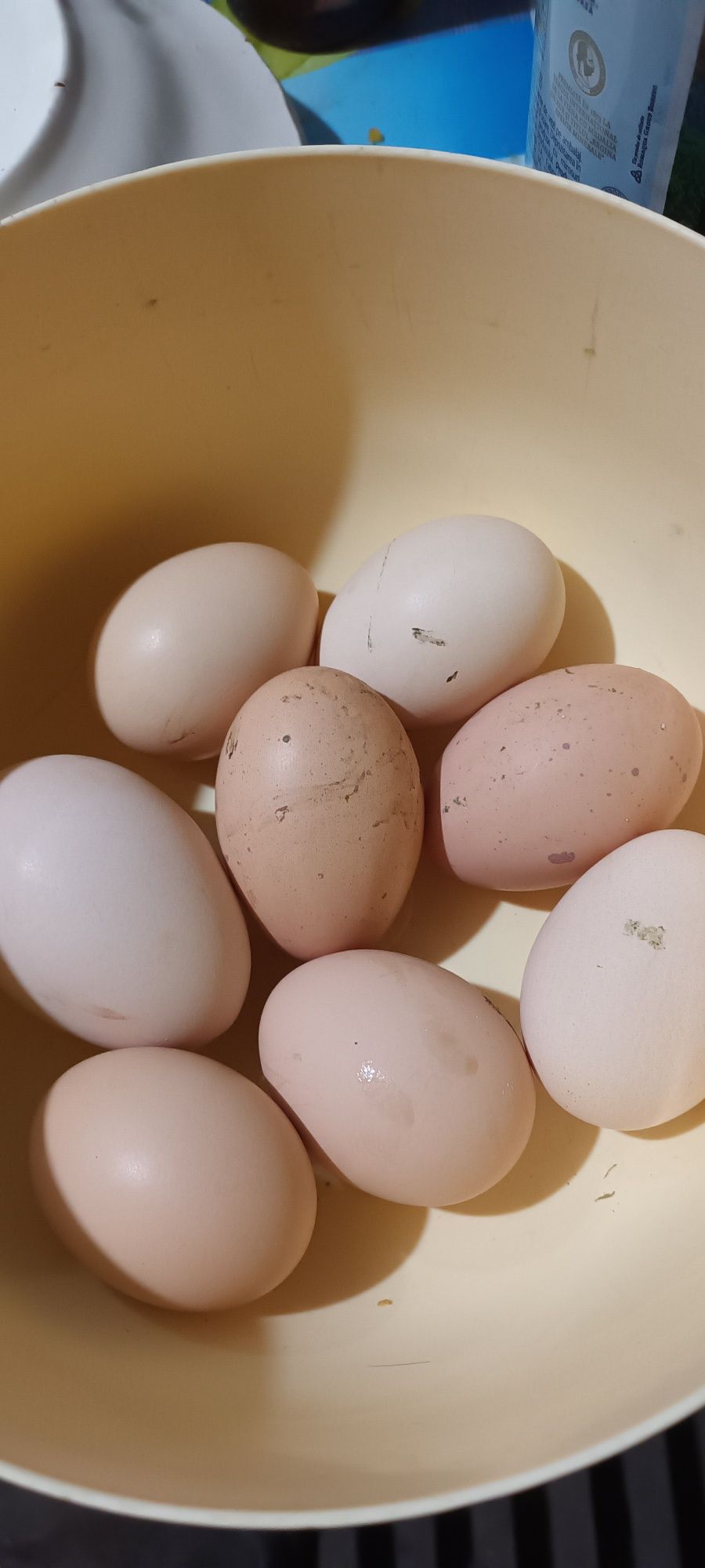 Ouă de găini ținute libere