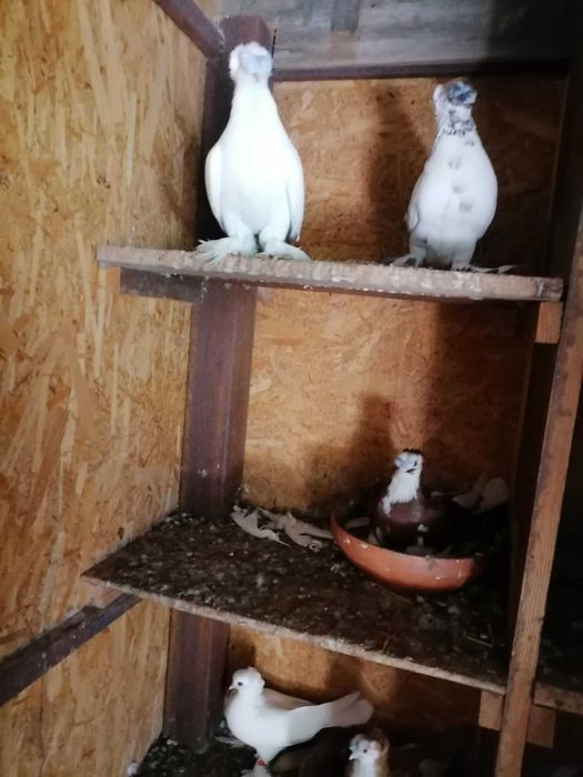 Vand porumbei rasa jucatori de Botosani