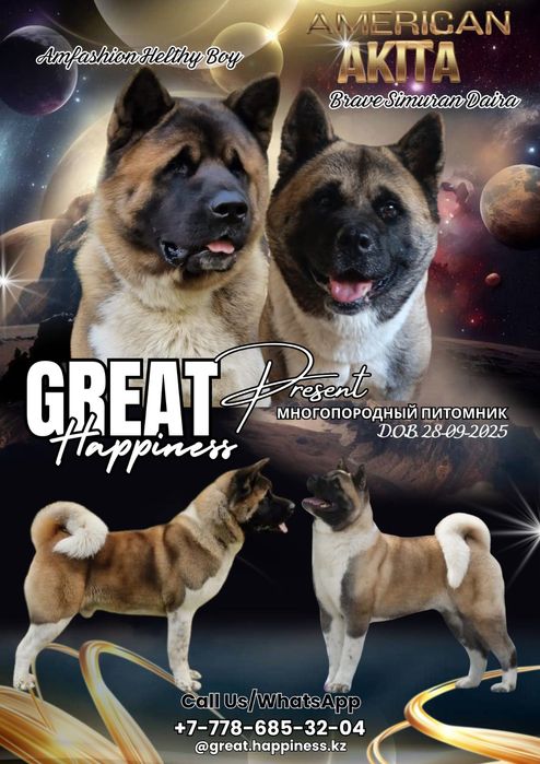 Американская Акита щенки