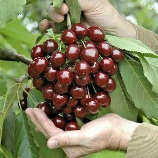 Продам садовую сладкую вишню