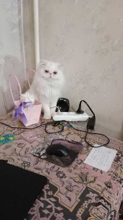 Персидский БЕЛЫЙ кот на вязку