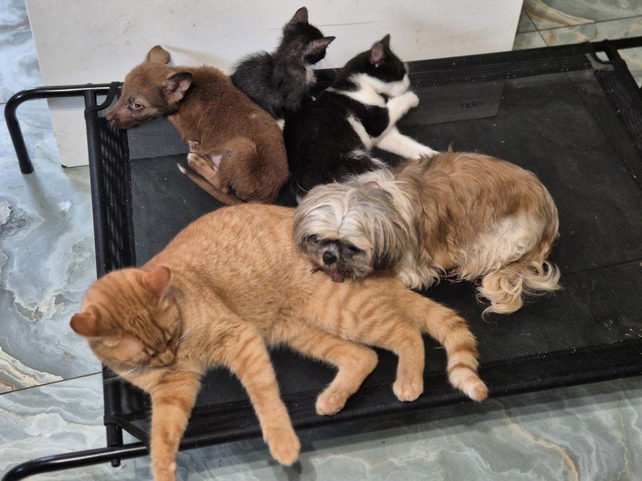 Pisicuță disponibilă gratuit pentru adopție