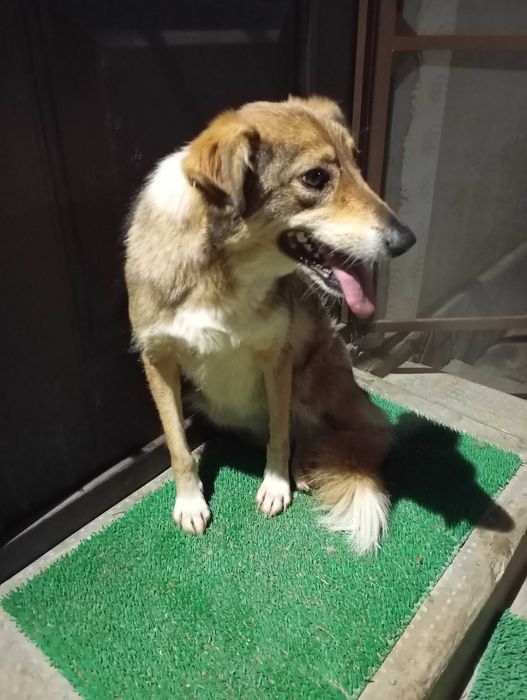 Dau spre adopție catelusa