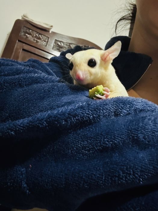 Sugar glider/ veverite zburatoare / petauro dello zucchero