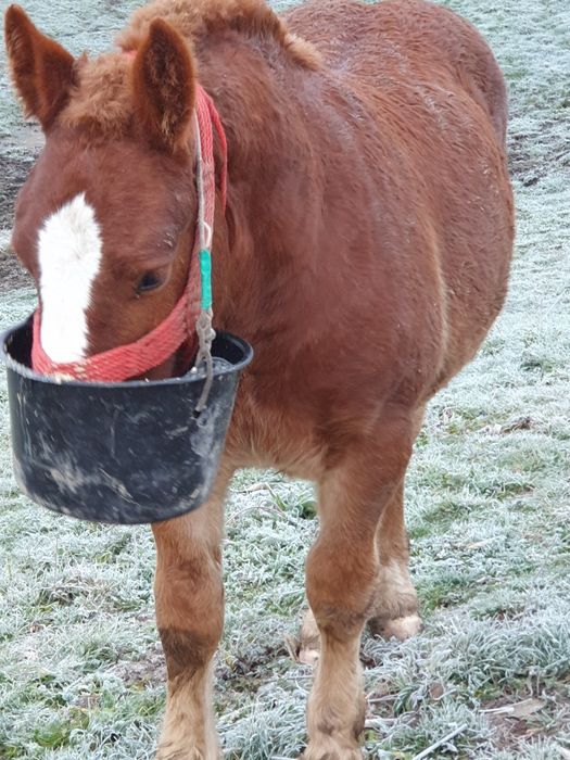 Brutus armasar de viitor mama breton și tata ardenez. Foarte blind