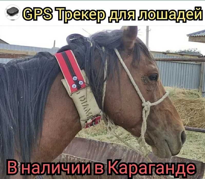 GPS трекер для отслеживания лошадей Трекер GSM, Жезказган