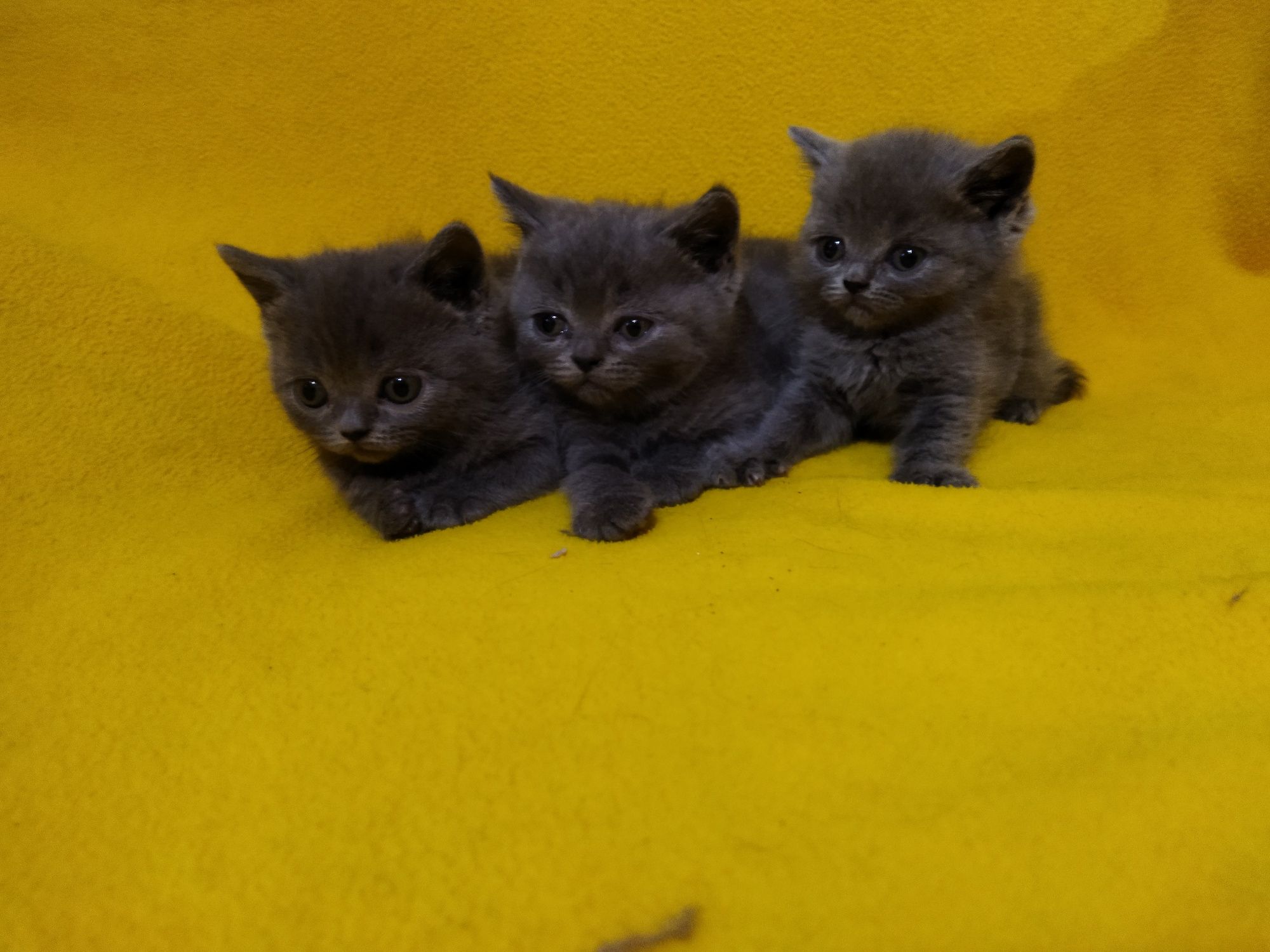 Британски котета !