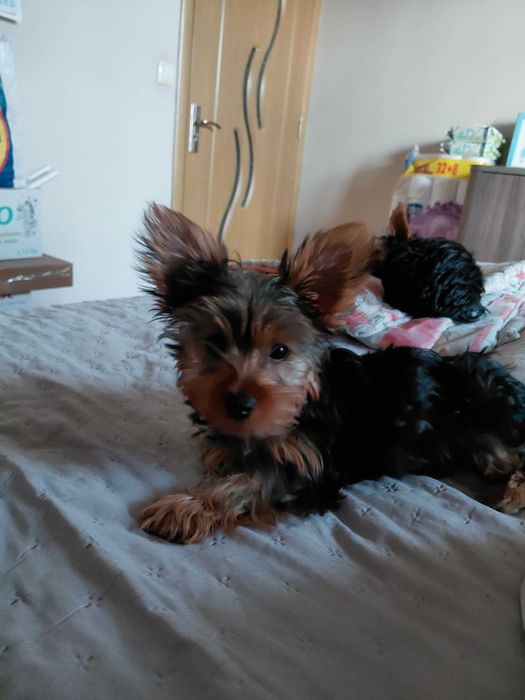 Йоркширски териер мини