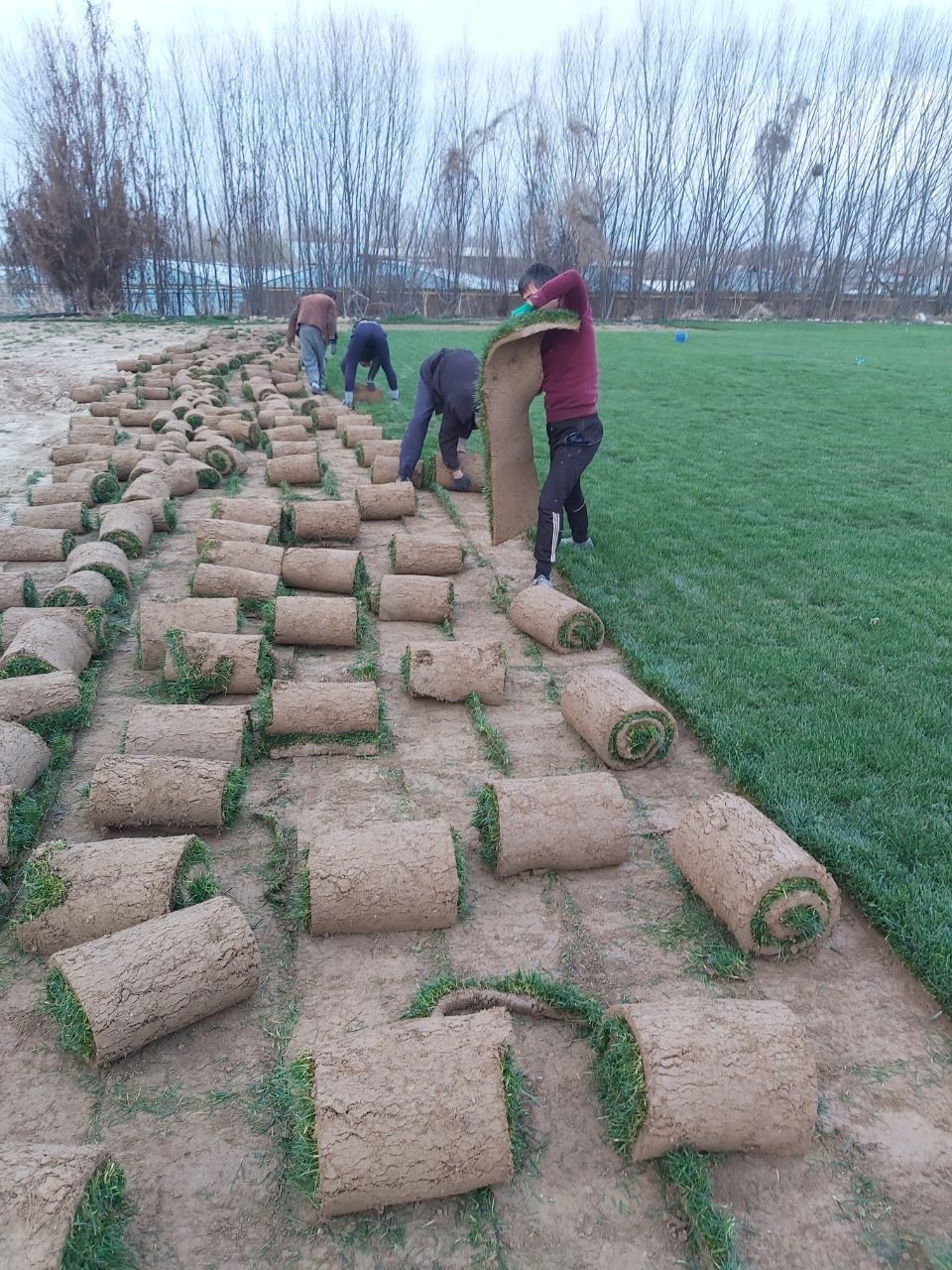 Газон экамиз посев газона