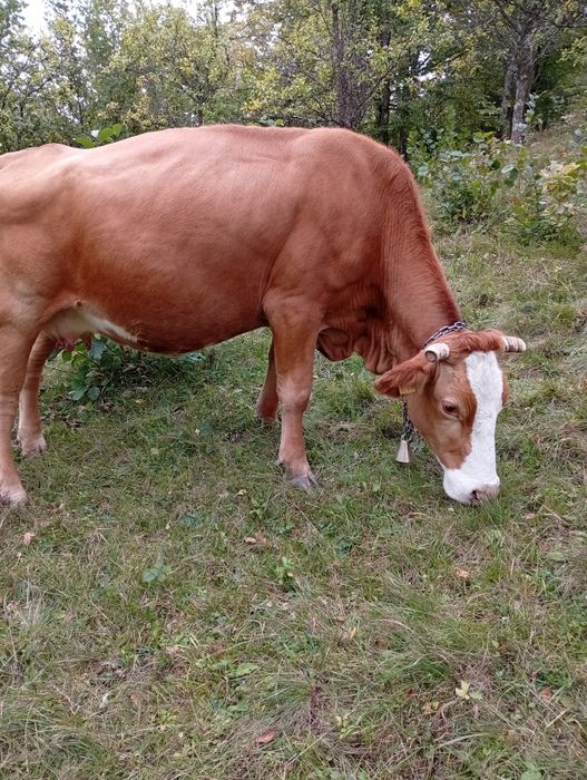 Vaca de vânzare de 6  ani
