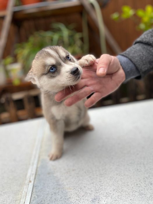 Femela husky siberian, exemplar deosebit!