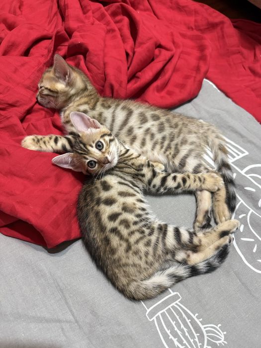 Бенгальский котенок