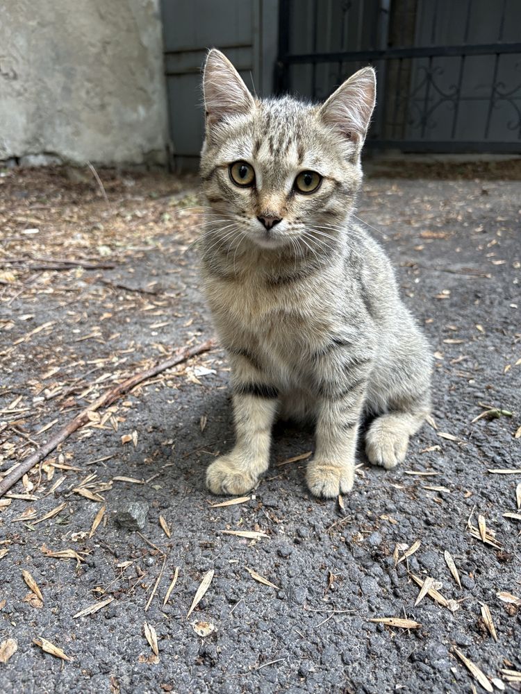 Котенок в добрые руки