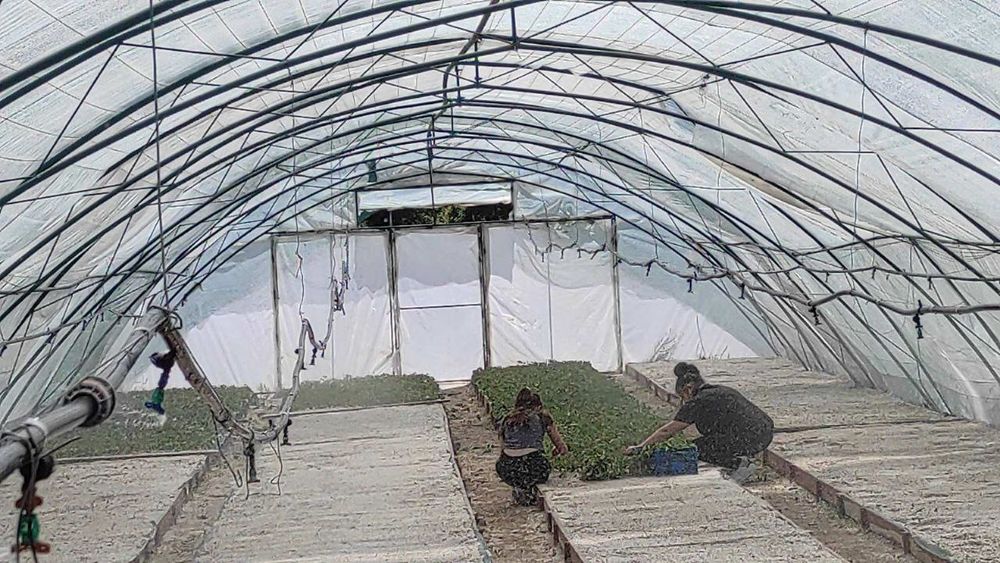 Расад маслодайна роза(Дамасцена,Сентифолиа, Алба)