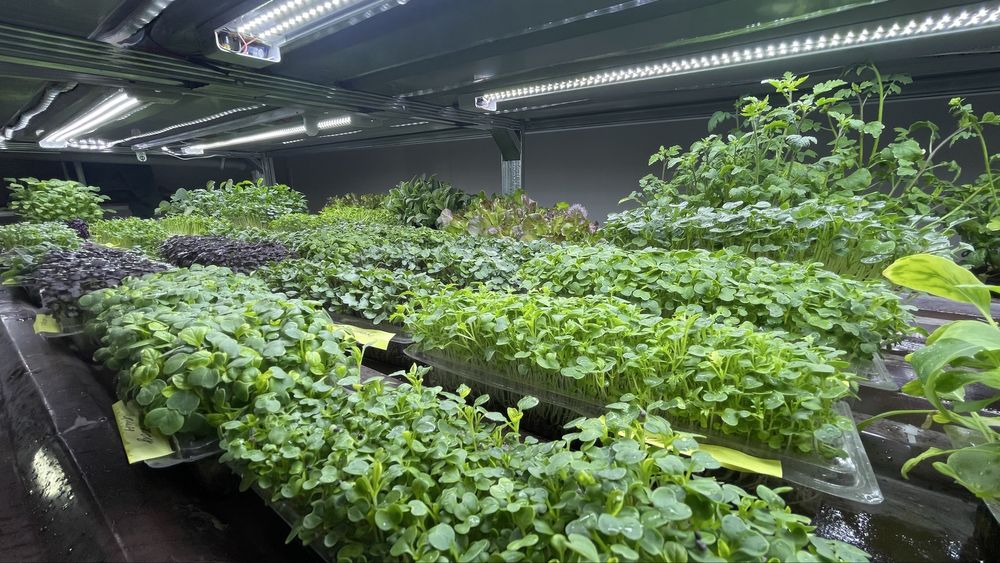 Продается готовый бизнес по выращиванию микрозелени