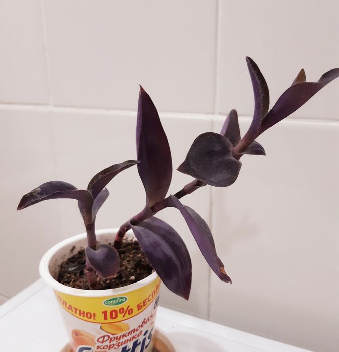 Комнатные цветок традесканция