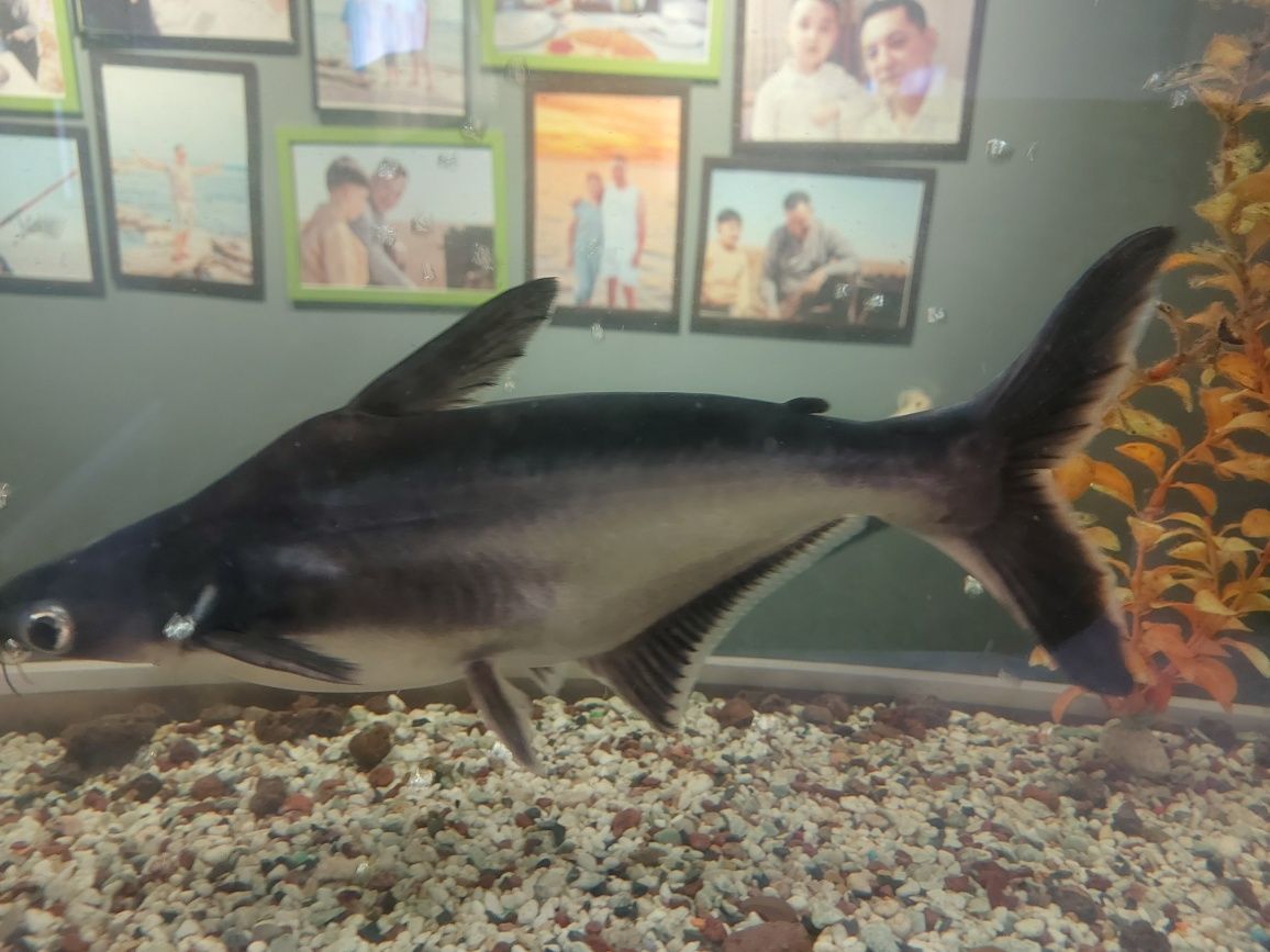 Пангасиус род лучепёрых рыб