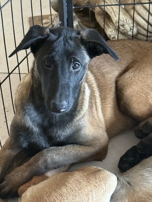 Pui Malinois Femela