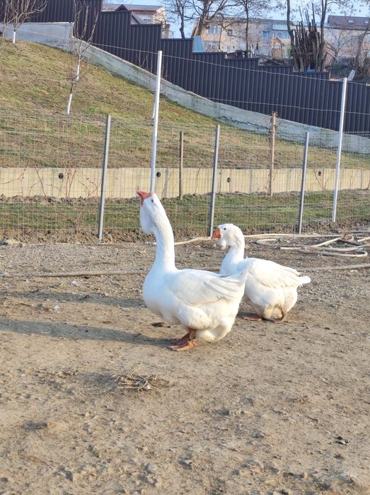 Gâște holmogor originale