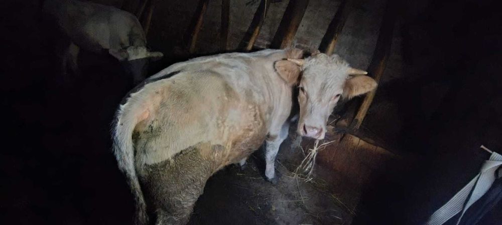 Junincă  si tăuraș