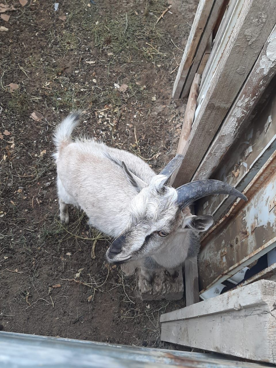 Альпейский теке сатылады