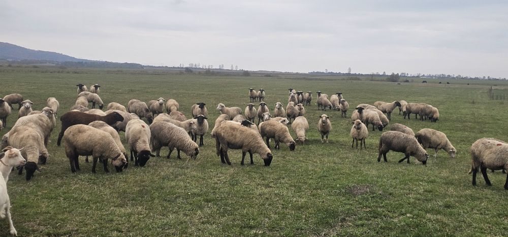 De vanzare oii Suffolk