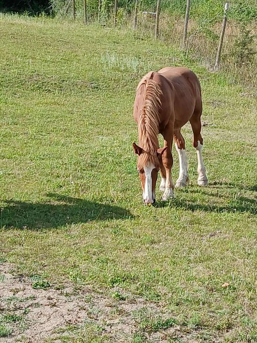 Vând sau schimb manze tinere invatate la căruță