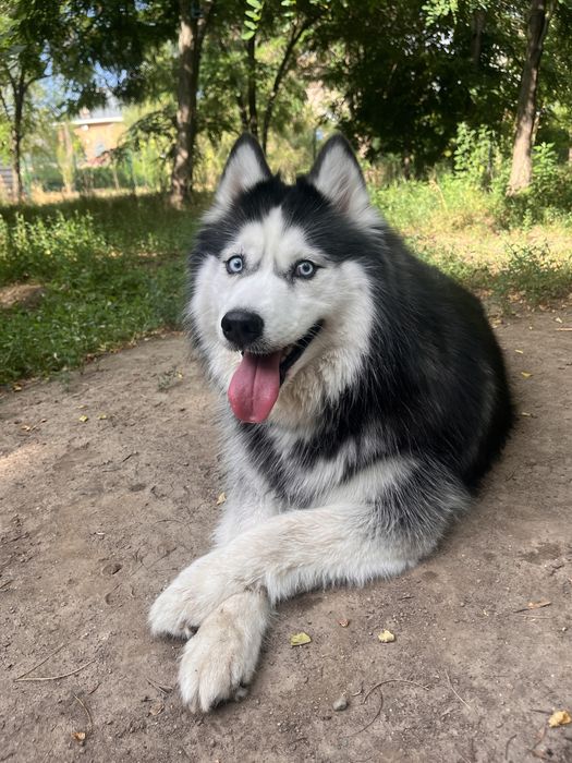 Хаски в добрые руки