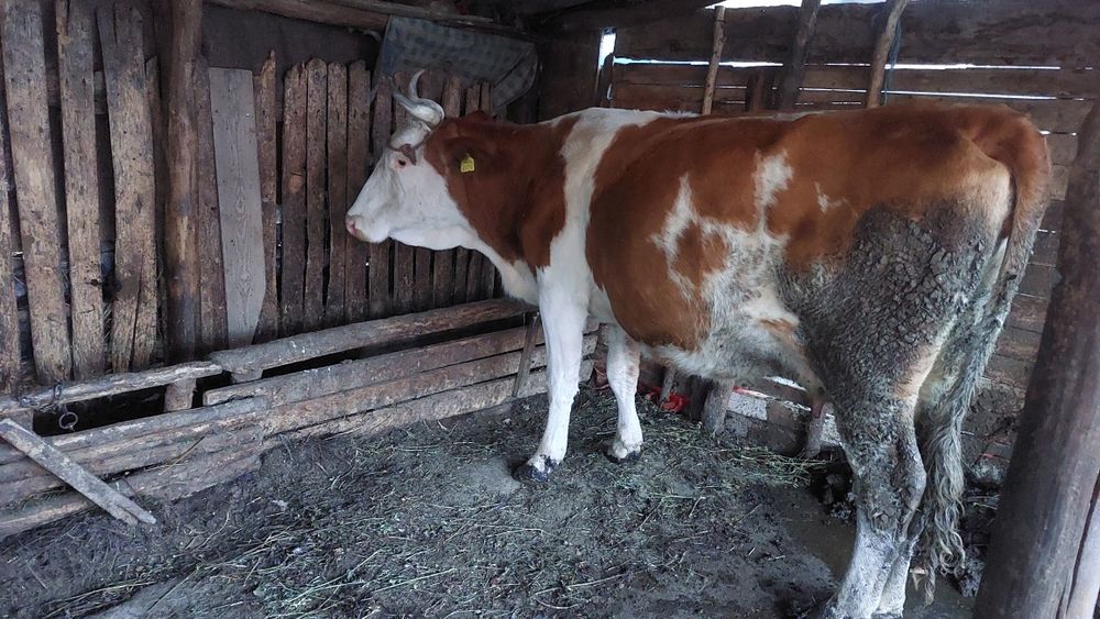 Vând două vaci baltate