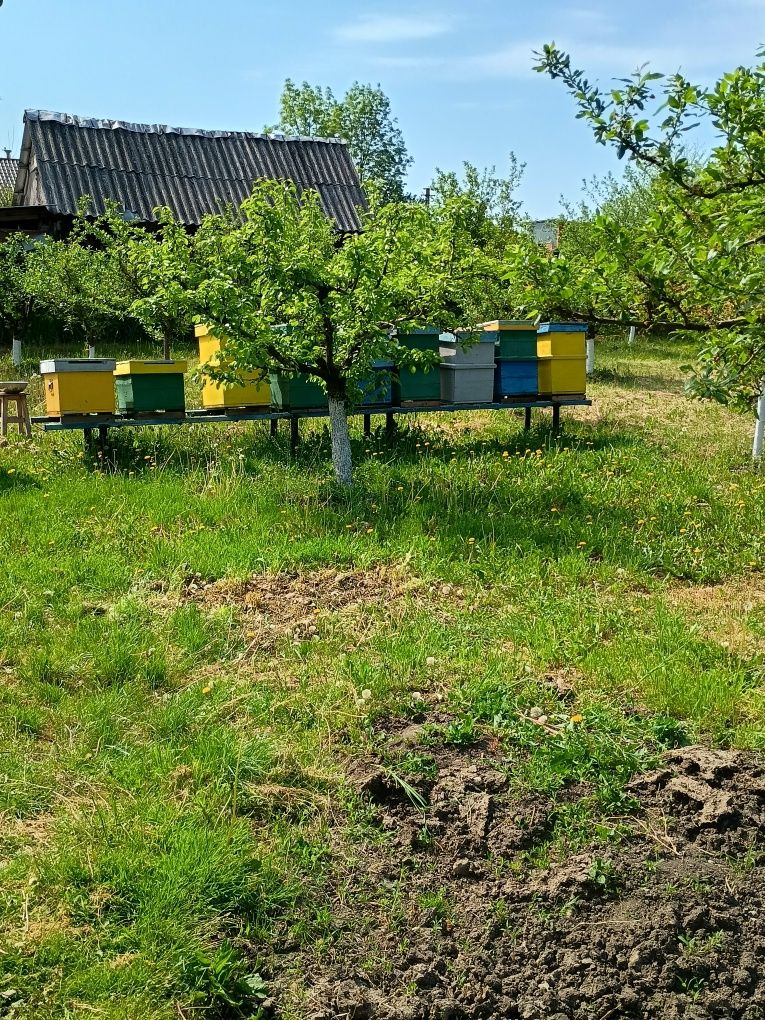 Vând cutii de stupi cu rame
