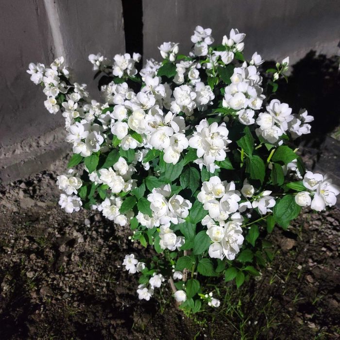 Домашние цветы...